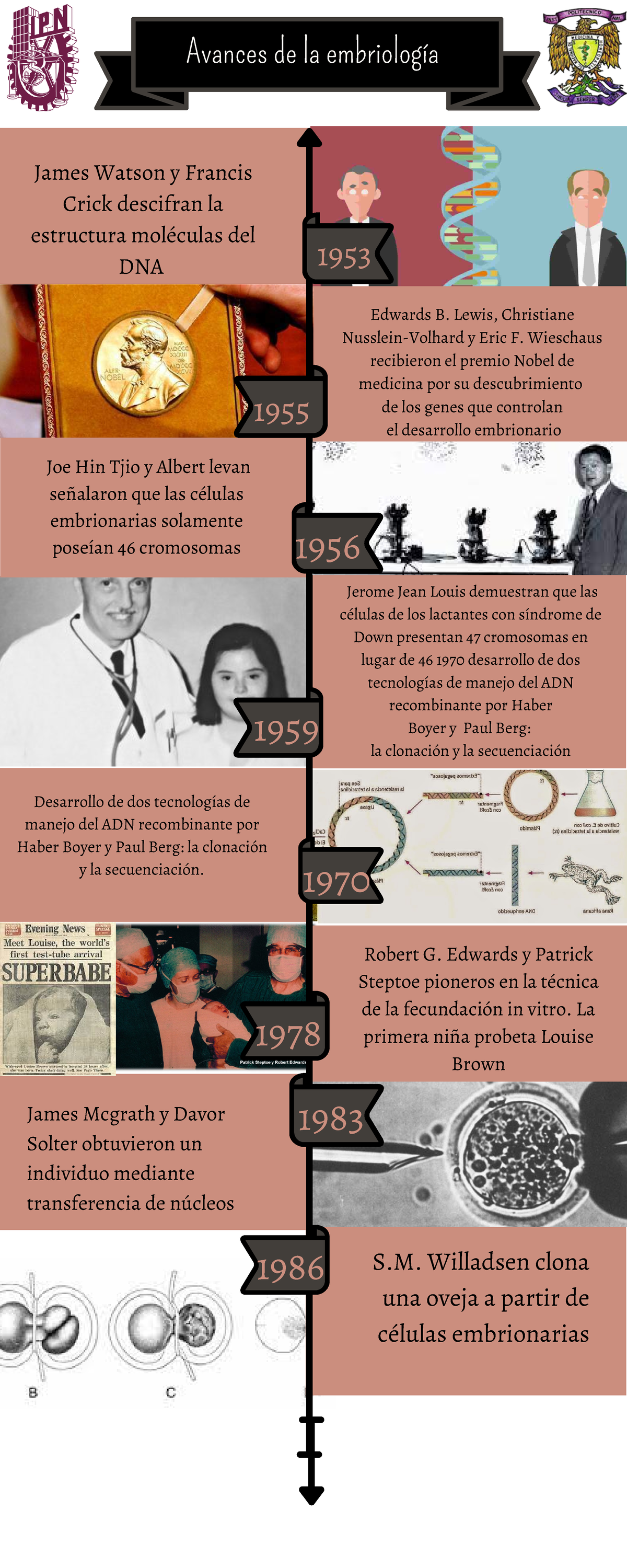Linea DEL Tiempo Avances DE LA Embriología - Edwards B. Lewis ...
