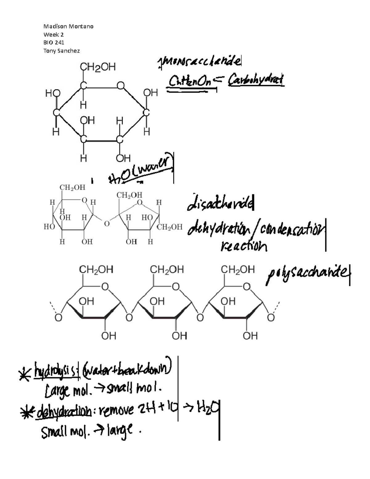 08-30-22 Macromolecule Structure Key-Notes - BIOL 241 C - Week 2 BIO ...