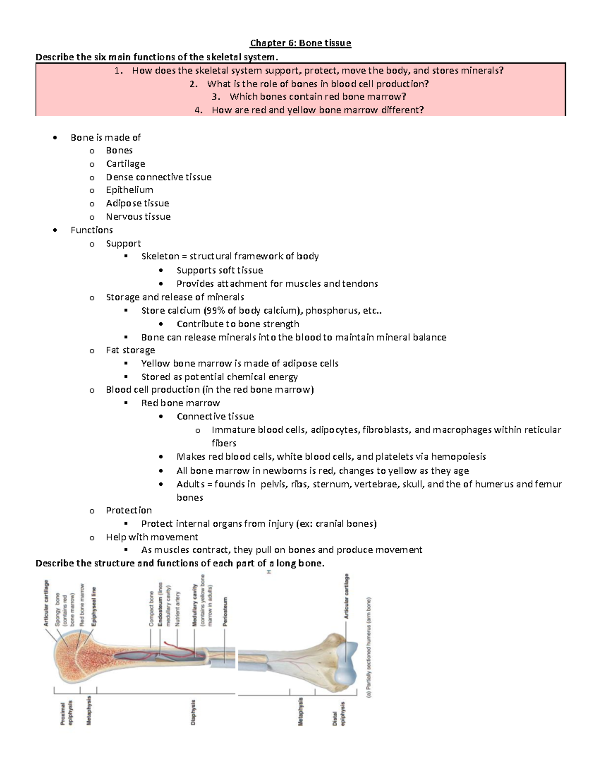 Biol235 chapter 6pt1 - Chapter 6: Bone tissue Describe the six main ...