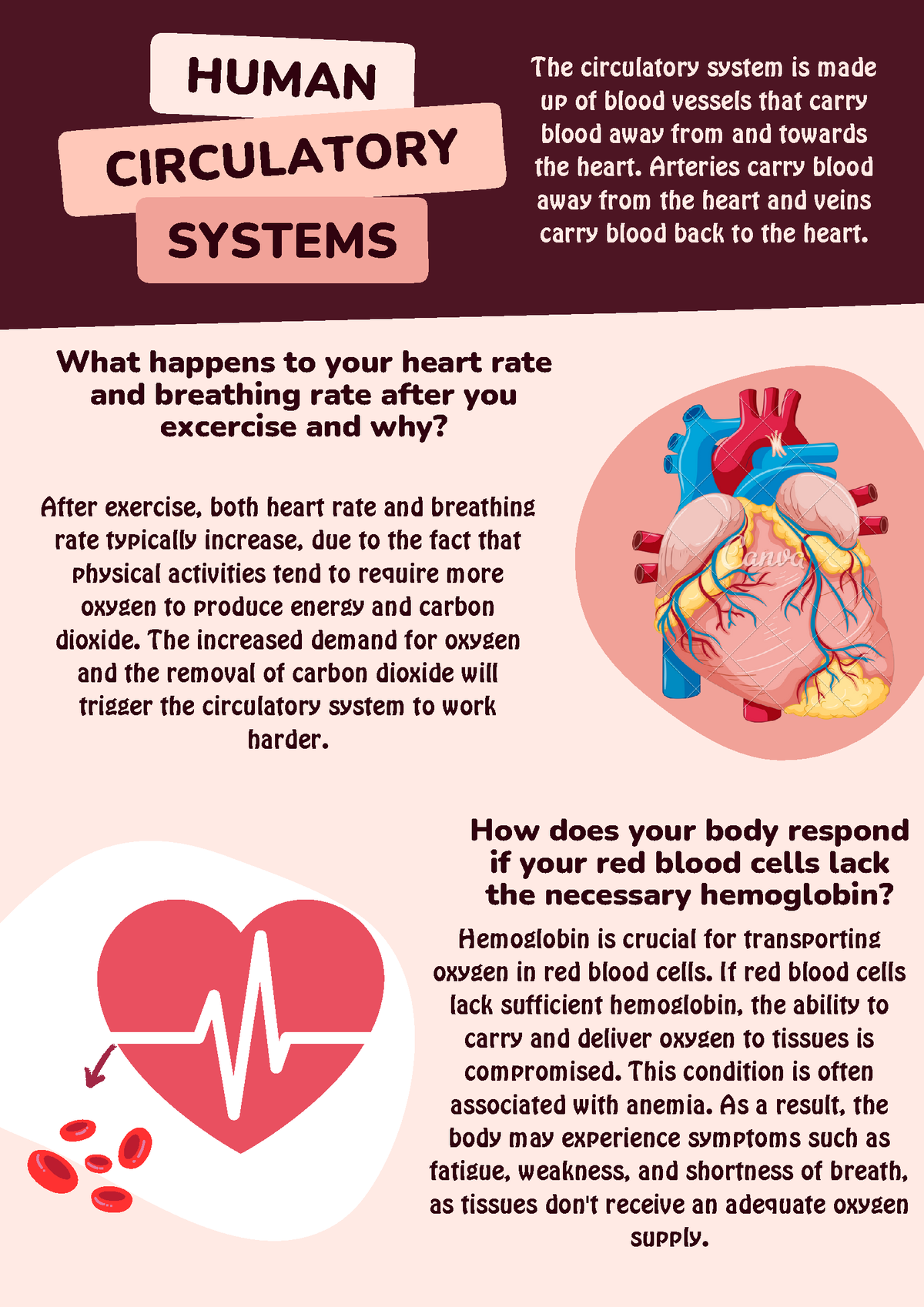 Circulatory- System - Science - HUMAN CIRCULATORY SYSTEMS The ...