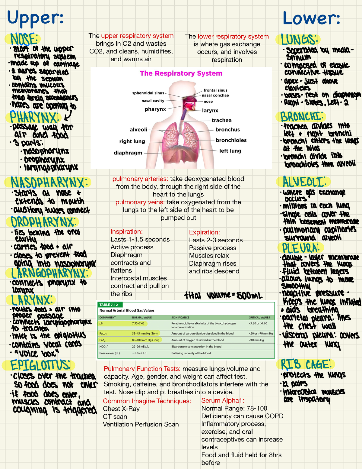 Respiratory System Overview - Upper: Lower: pulmonary arteries: take ...