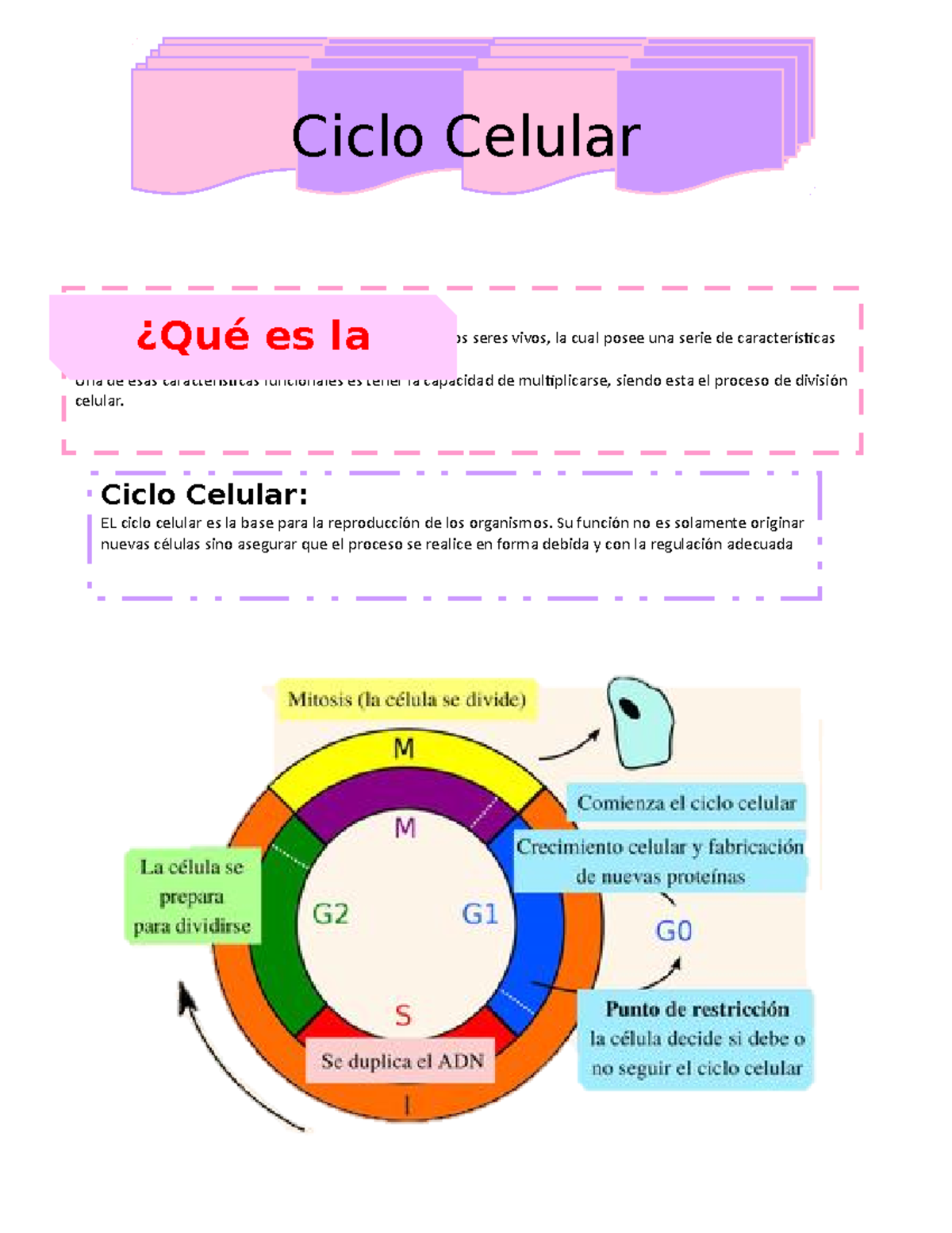 Ciclo celular - Ciclo CelularMitosis Introducción: La célula es la ...