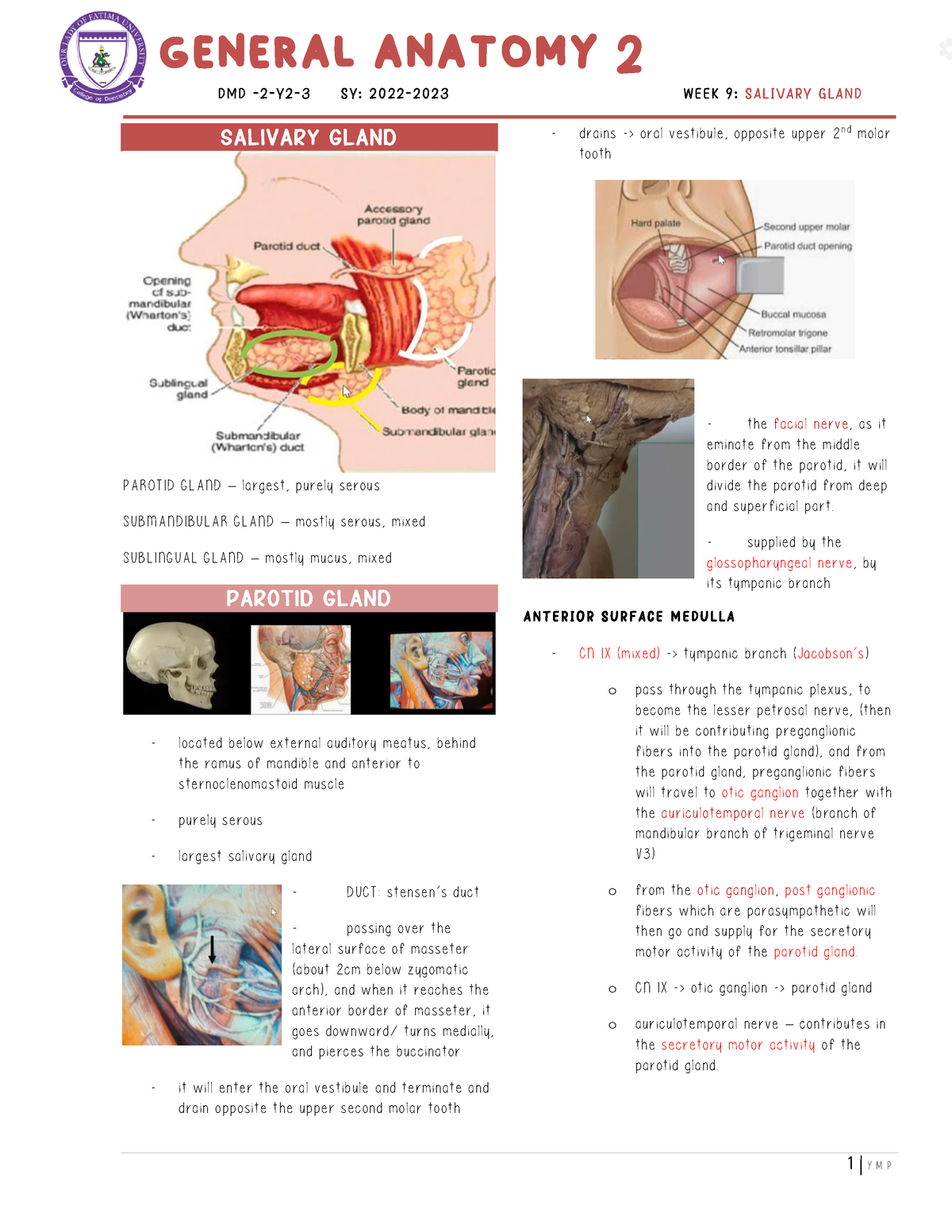 [GANT 2] WEEK 9 - salivary gland and temporal fossa (YMP) - DMD - 2 - Y ...