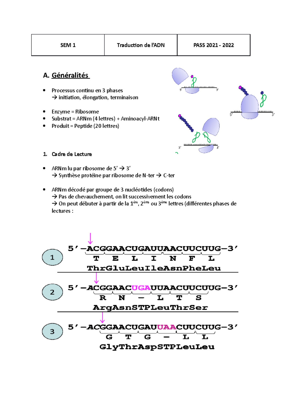 Génétique Eucaryote/Procaryote - Traduction - SEM 1 Traduction de l’ADN ...