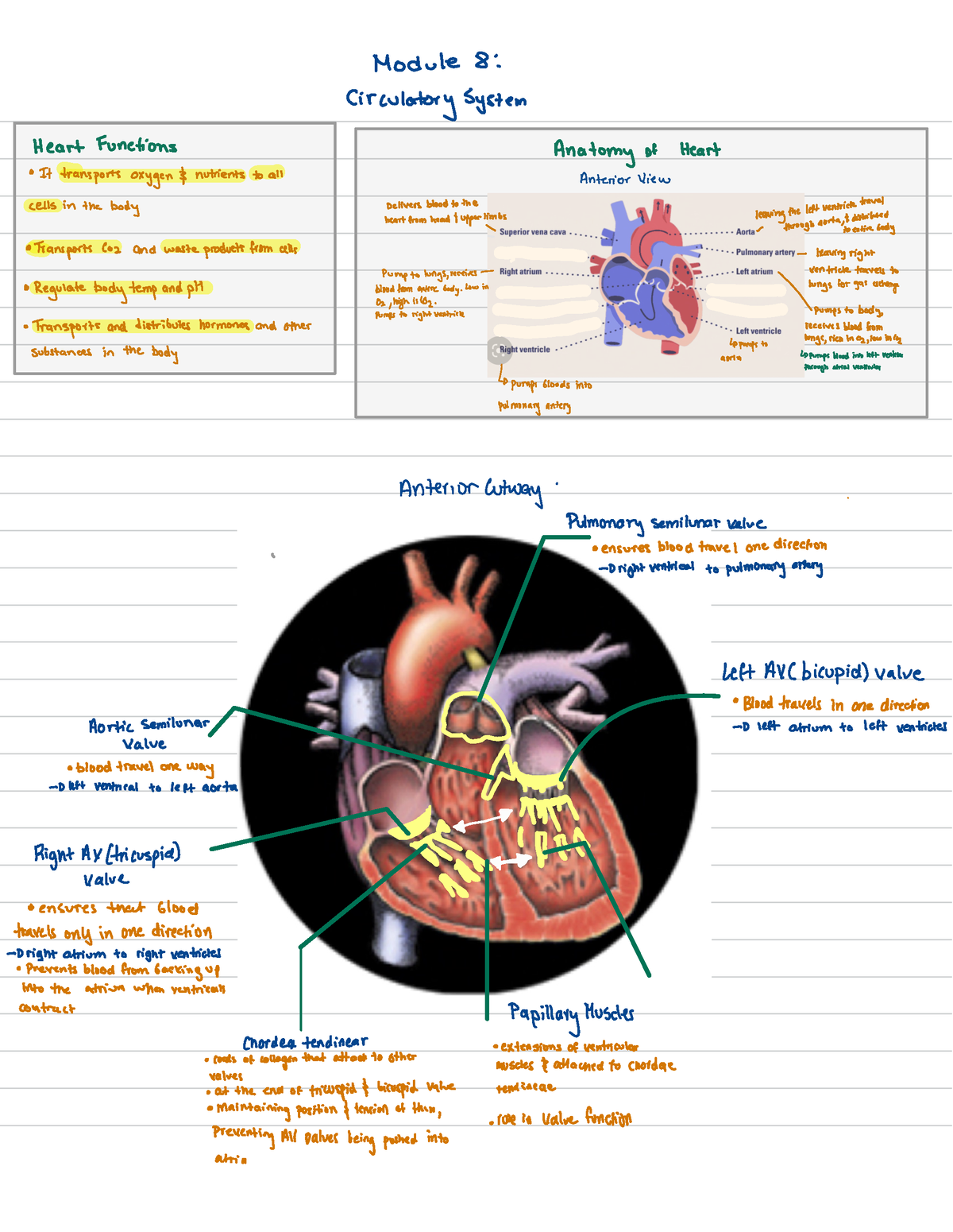 Physiology 8 - Module 8: Circulatory System Heart Functions · Anatomy ...