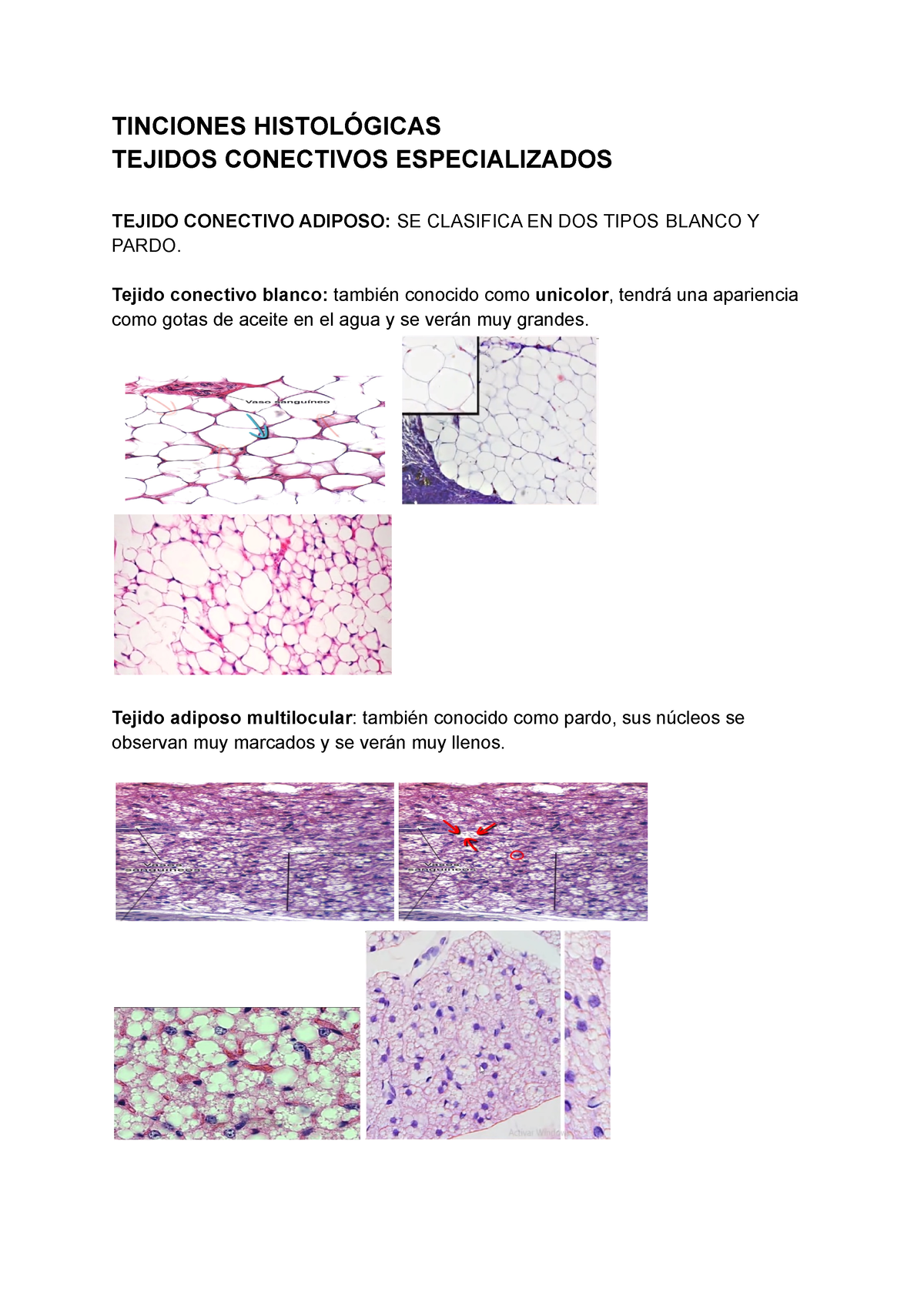 Tinciones Histologicas - TINCIONES HISTOLÓGICAS TEJIDOS CONECTIVOS ...