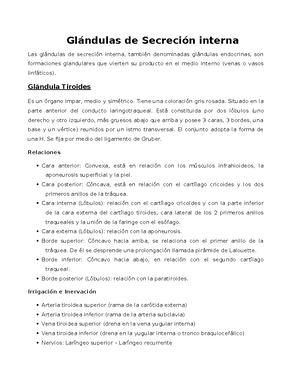 Arterias Muy Puntualizado Sin Conectores Porci N Tor Cica Desde La Tercera Dorsal Al