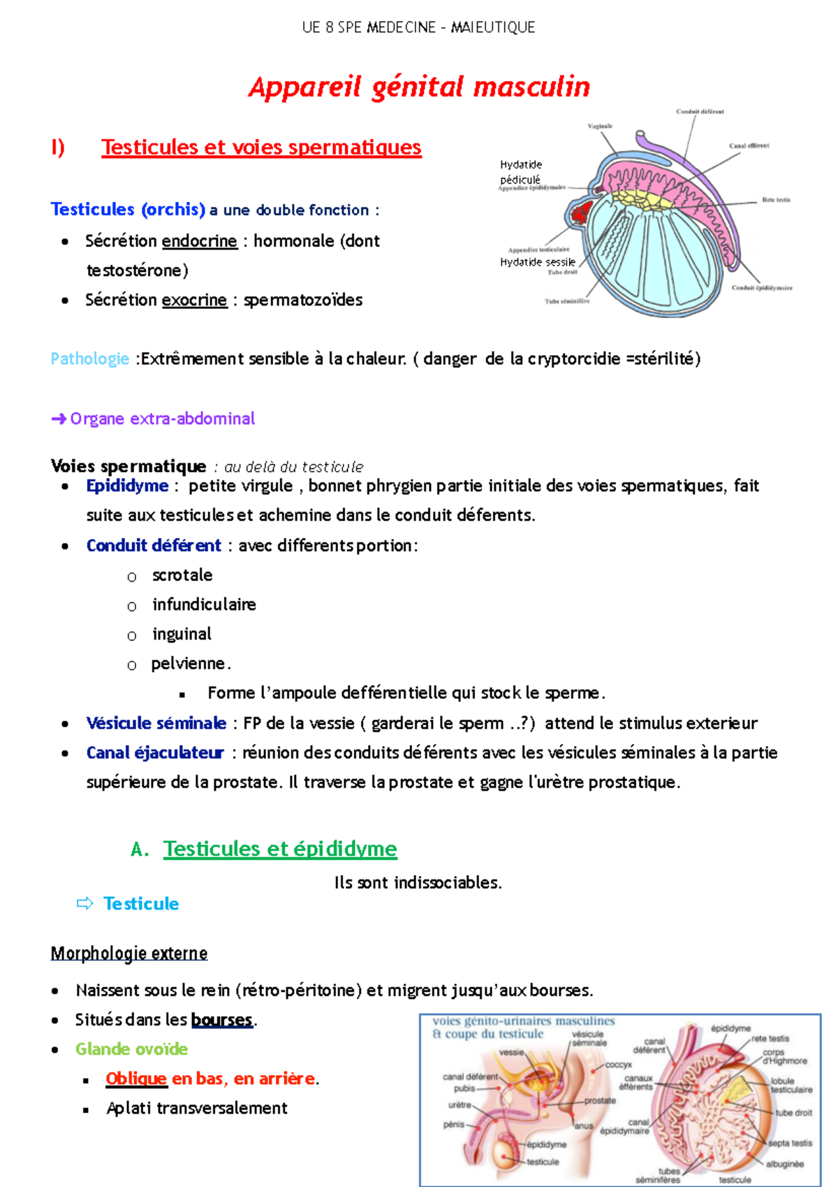 4. Appareil génital masculin NKT - Warning: Error during font loading: XMLHttpRequest is not ...