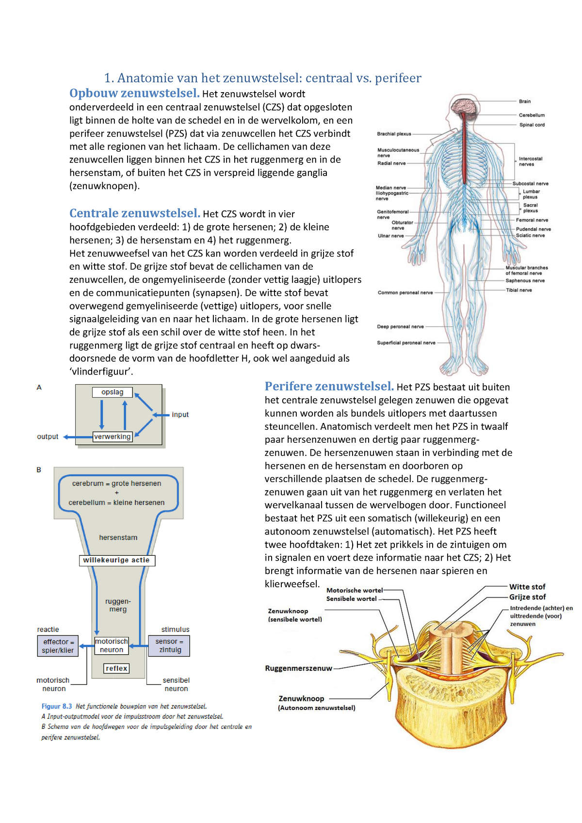 Anatomie Zenuwstels Verpleegkunde - 1. Anatomie Van Het Zenuwstelsel ...