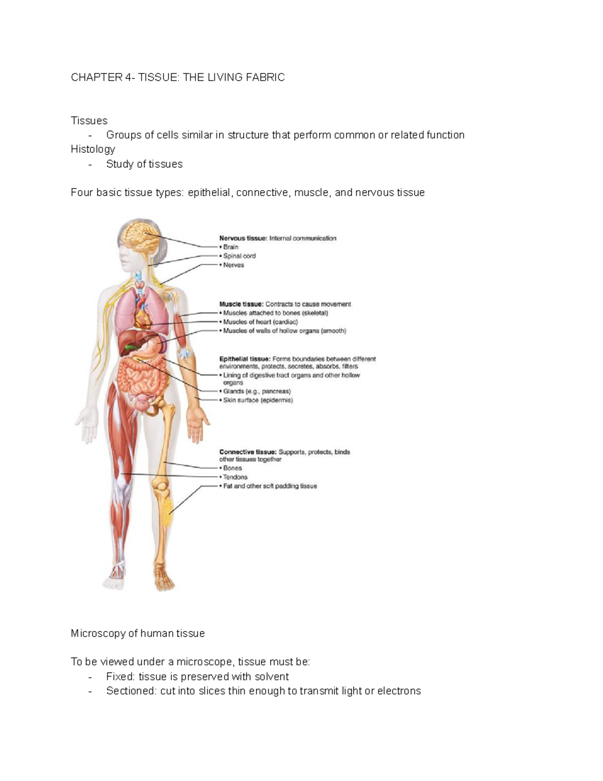 Copy of BLG101 notes CHAPTER 4 TISSUE THE LIVING FABRIC Tissues