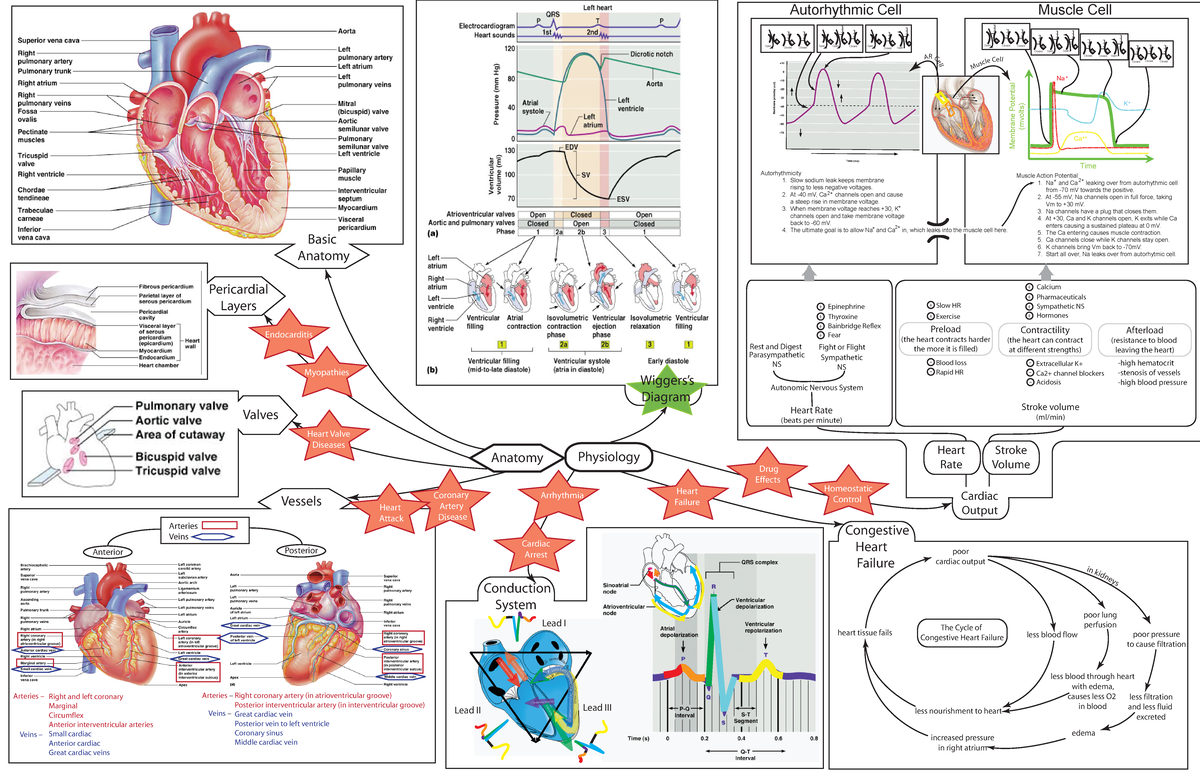 Cardiovascular Pathologies and Dimensionc - Anatomy Physiology ...