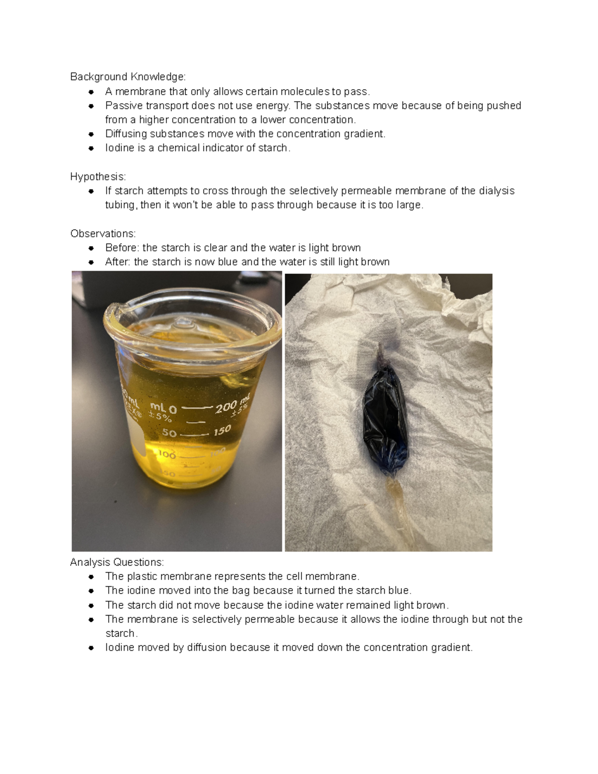 starch iodine cell membrane experiment