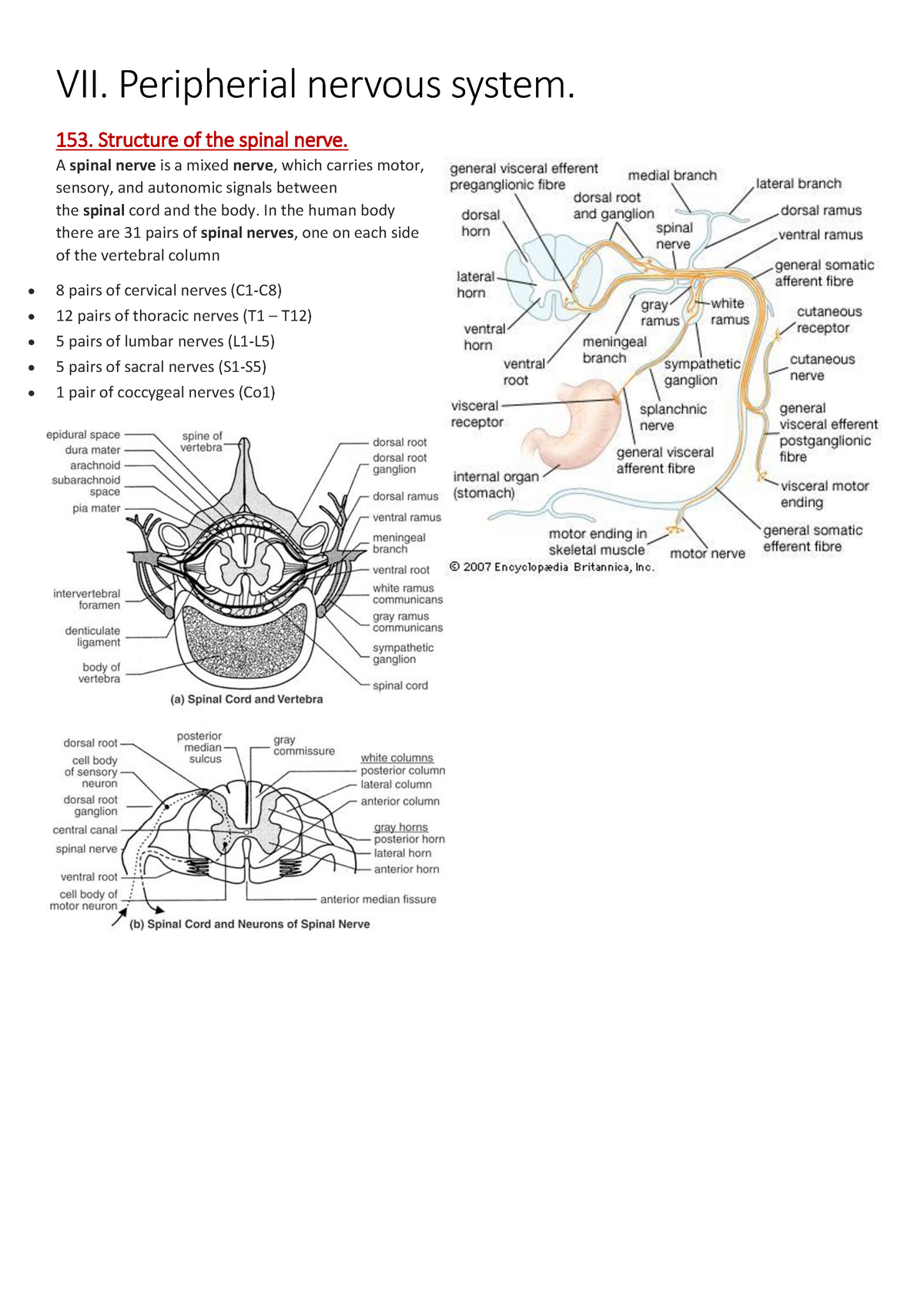 VII. Peripheral nervous system DONE VII Peripherial nervous system 153