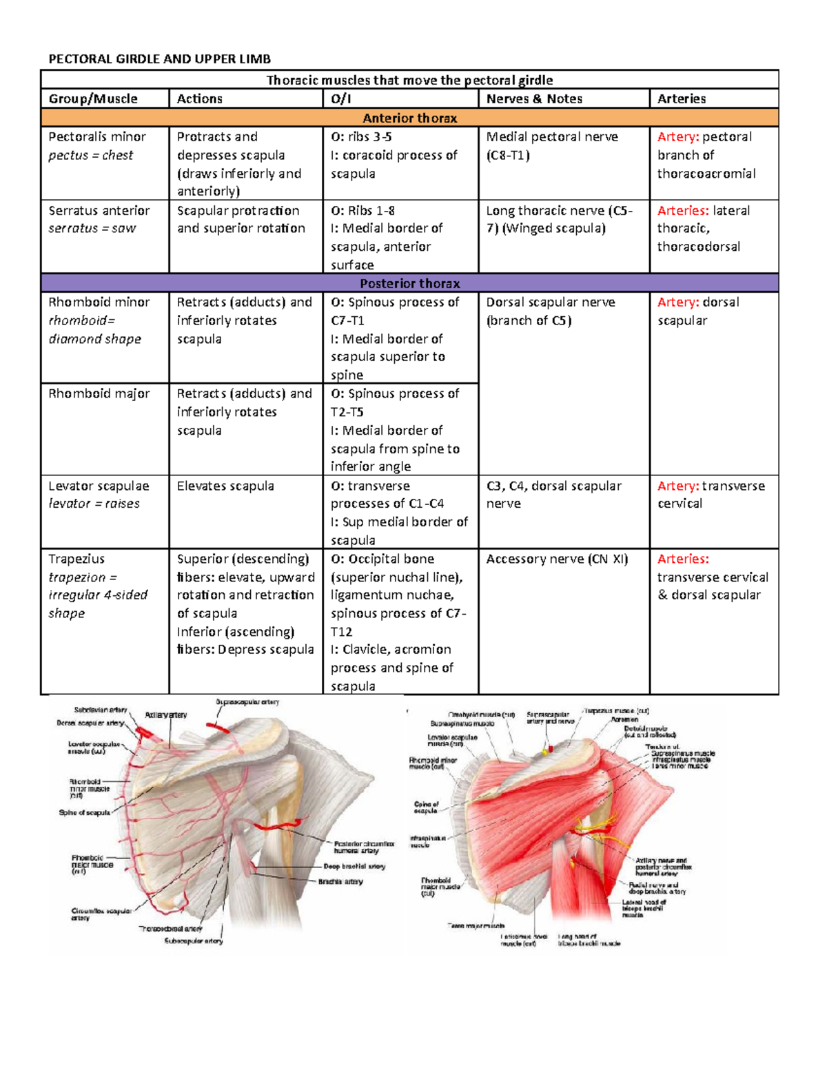 Muscles - Muscle attachments and motions - PECTORAL GIRDLE AND UPPER ...