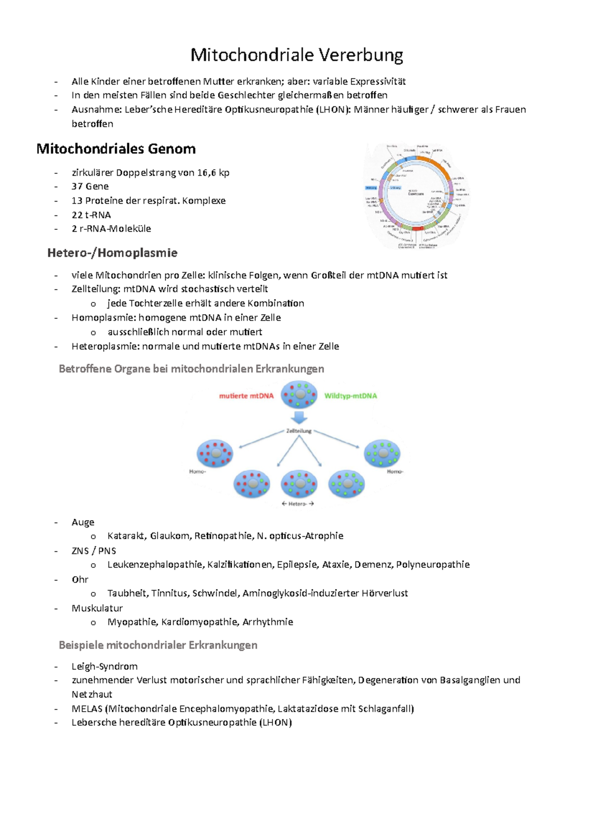 Mitochondriale Vererbung - Mitochondriale Vererbung Alle Kinder Einer ...