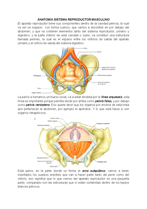 Solved Cules Son Las Principales Funciones Del Hgado R A Dnde Se