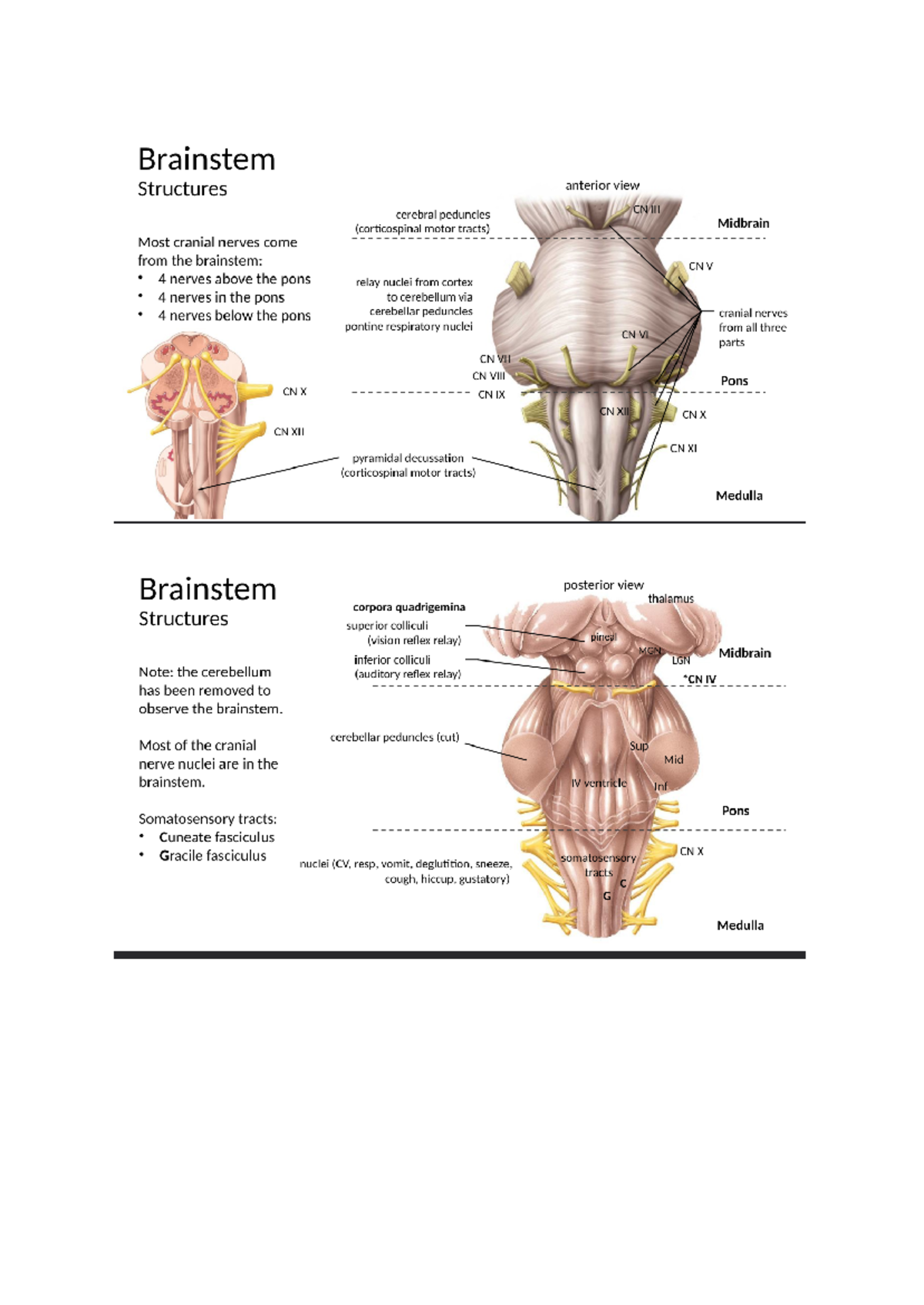 Anatomy diagrams - Brainstem Structures anterior view cerebral ...
