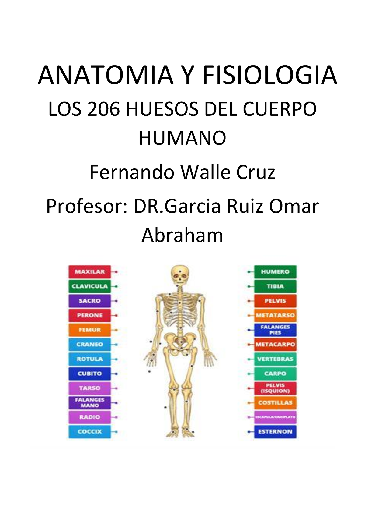 Los 206 Huesos Del Cuerpo Humano Anatomia Y Fisiologia Los 206 Huesos Del Cuerpo Humano 7533