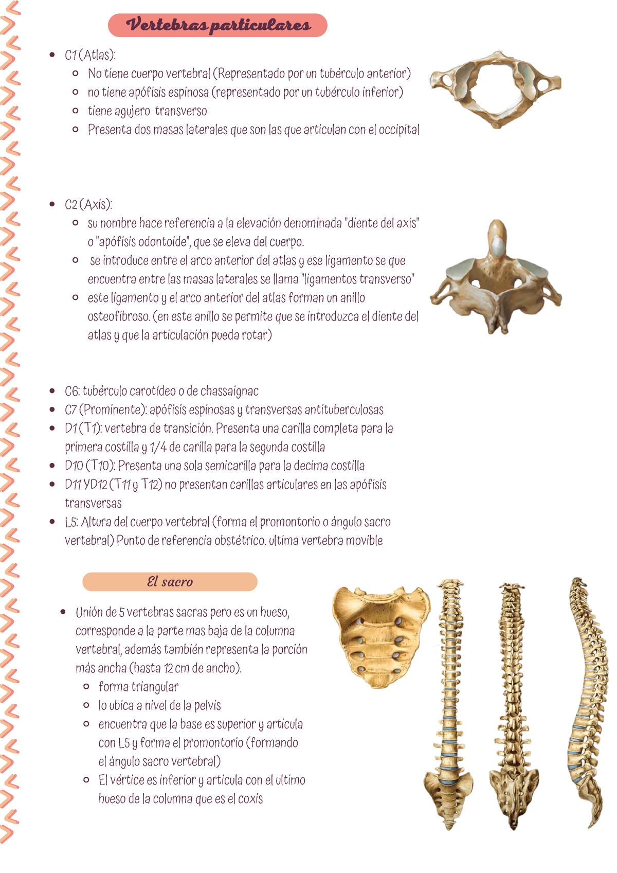 3 Anatomia 25 03 Apuntes C1 Atlas No Tiene Cuerpo Vertebral Representado Por Un 8916