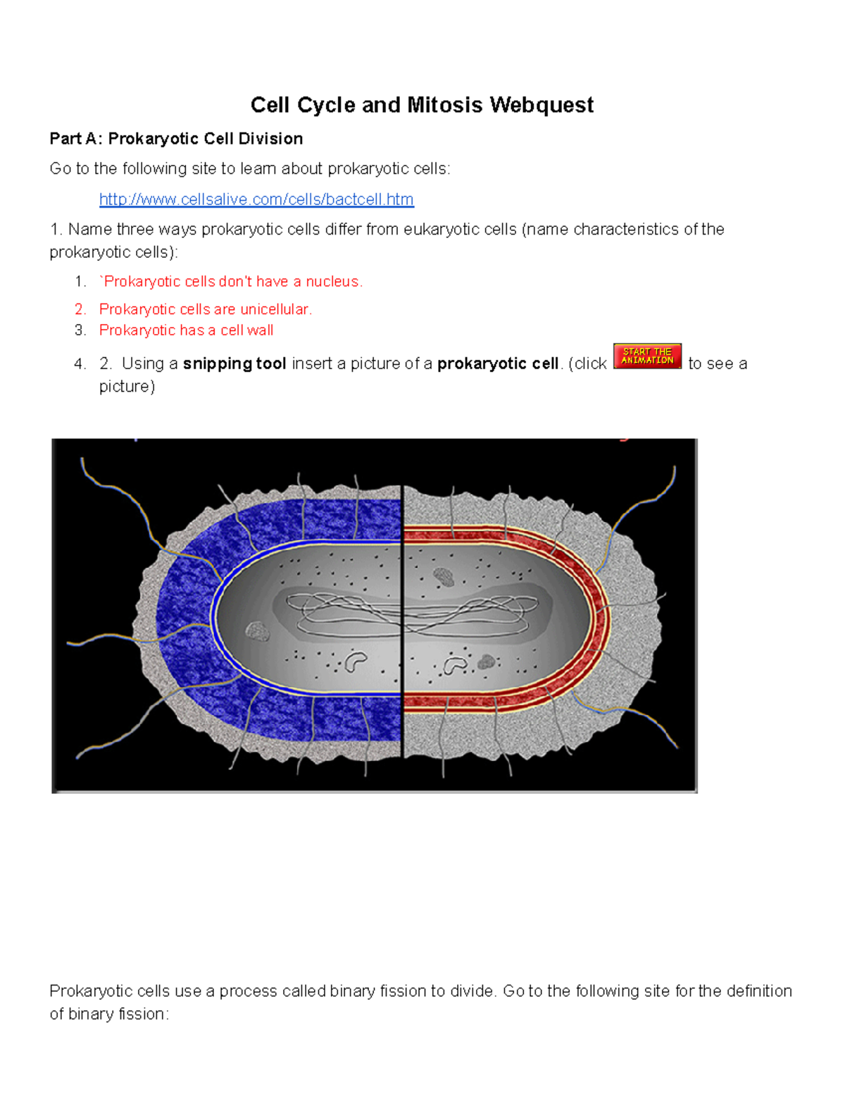 Cell Cycle And Mitosis Webquest 2018 Cell Cycle And Mitosis Webquest