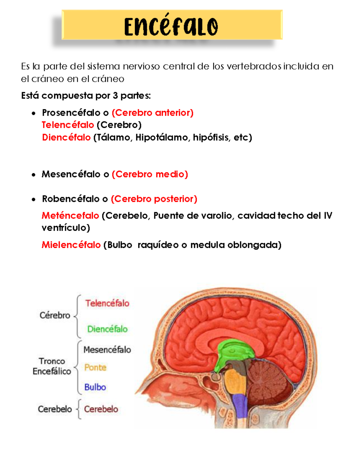 Encefalo repaso - Es la parte del sistema nervioso central de los ...