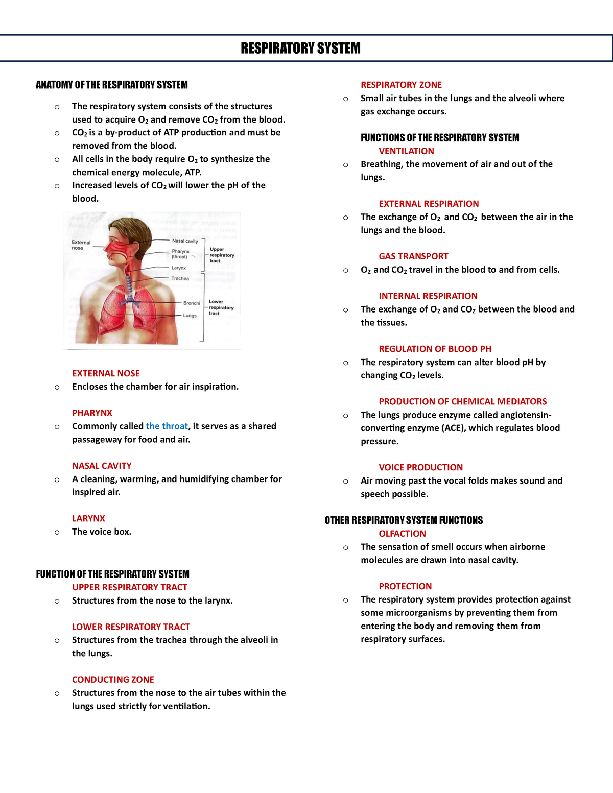 Respiratory-System - Could help u in anatomy - ANATOMY OF THE ...