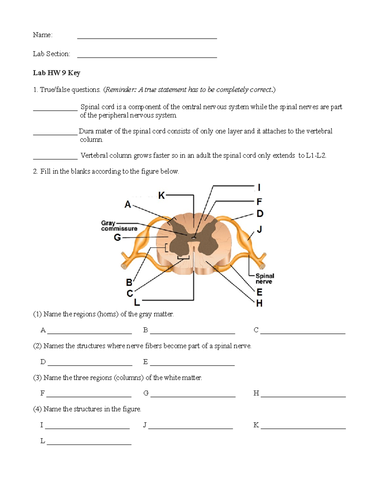 Lab HW 9 Lab for anatomy 2. Name