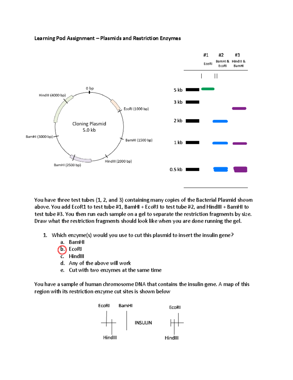 Dw YWxvv 3Oh Qr Nv 2VNl4a88 - Learning Pod Assignment – Plasmids and ...