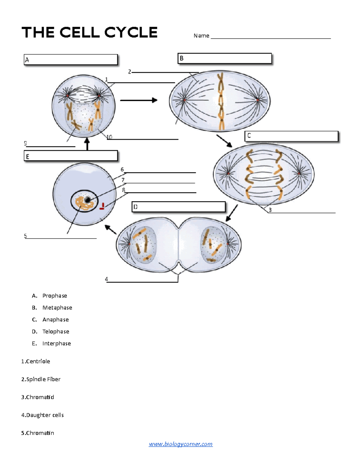 42 Cell Cycle Worksheet Answer Key Worksheet Information