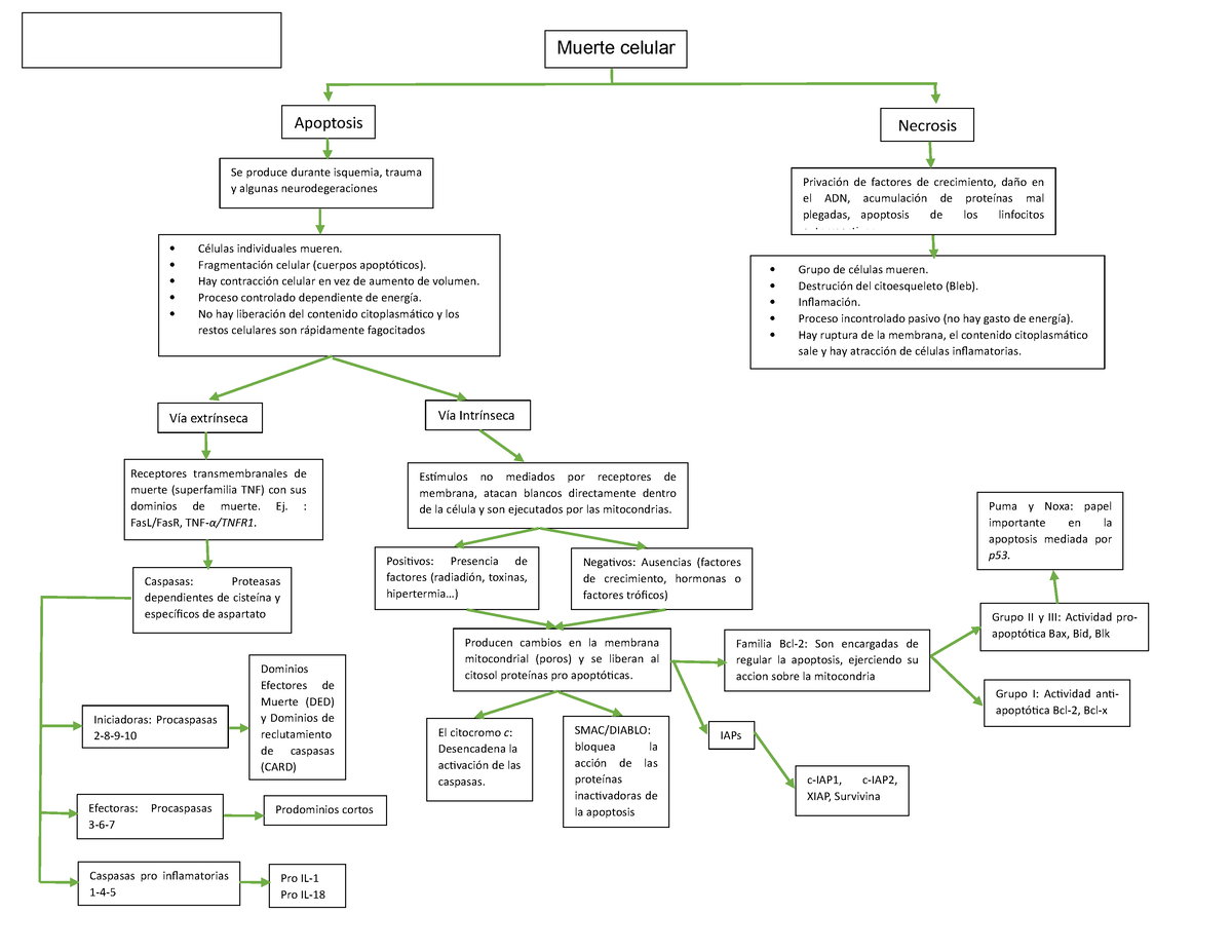 Mapa Muerte Celular - Mapa Mental De Resumen Del Tema - Apoptosis ...