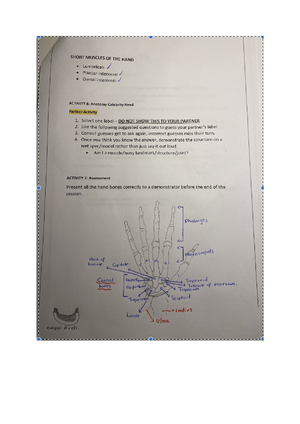 RBM1200 Limb Anatomy Lab Completed - RBM1200 Anatomy of the Limbs ...