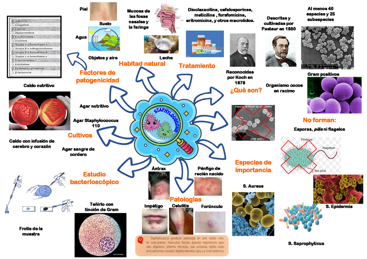 Arriba 56+ imagen mapa mental de la microbiologia - Abzlocal.mx