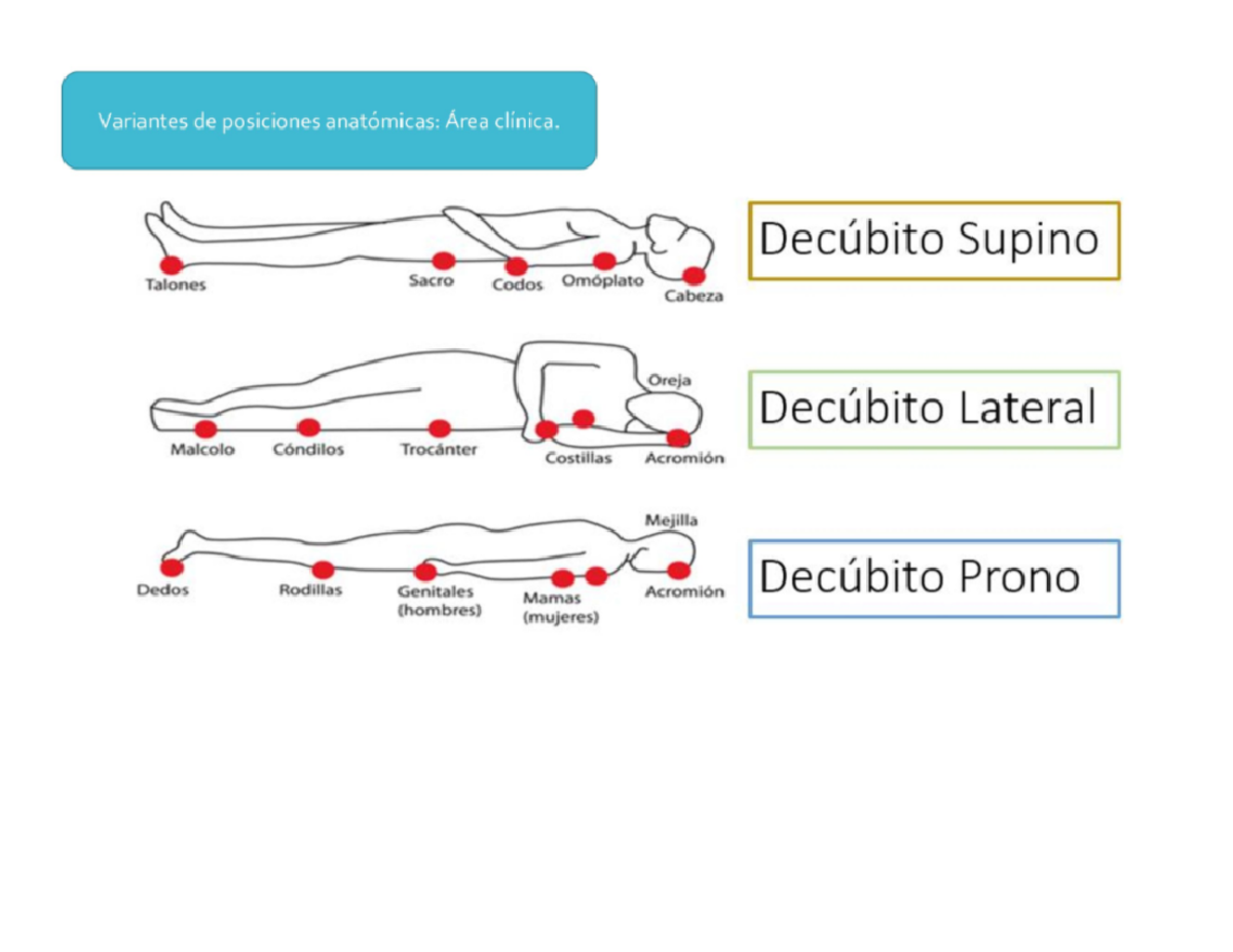 Variantes posicion anatomica - Fundamentos De Ciencias Básicas Médicas ...