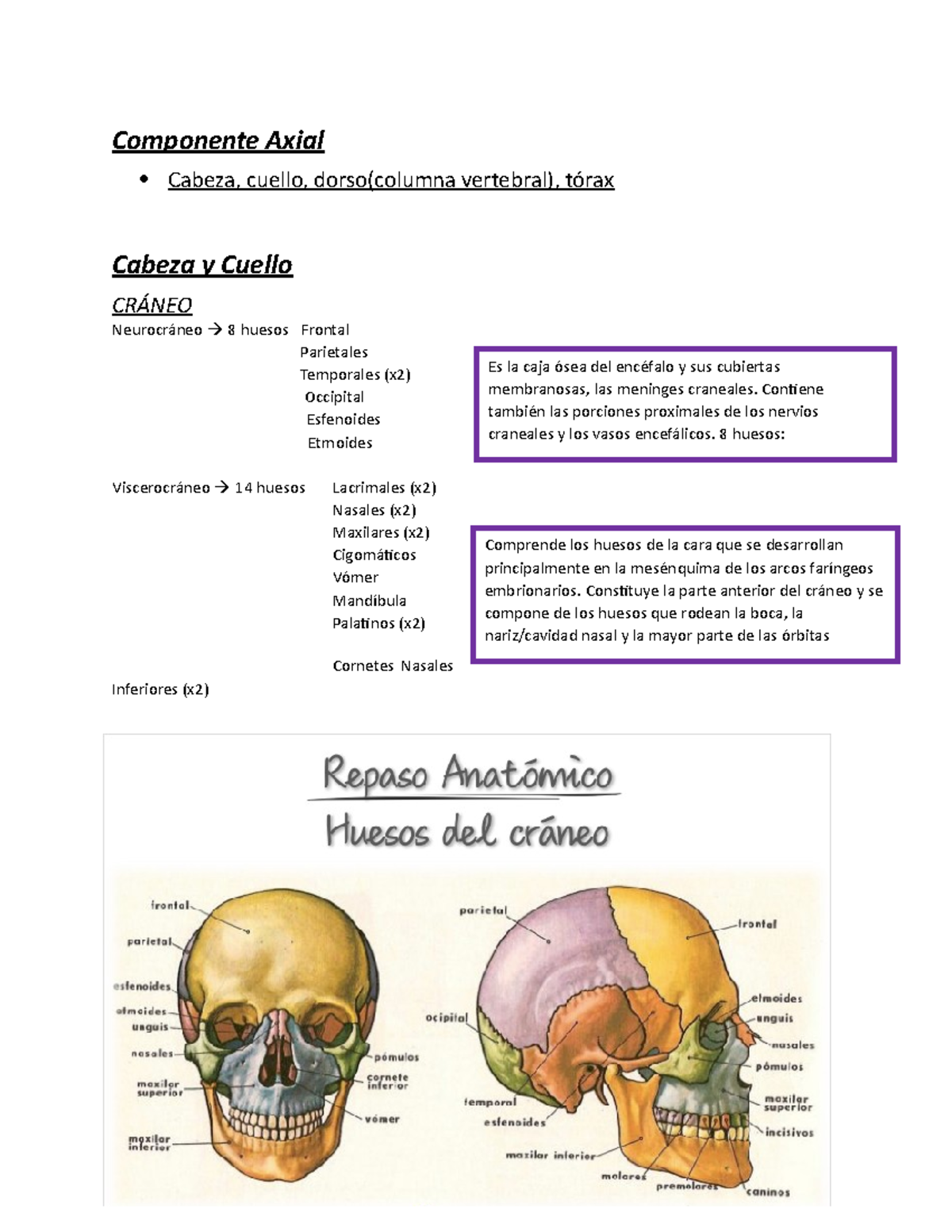 manual del conductor - Componente Axial Cabeza, cuello, dorso(columna ...