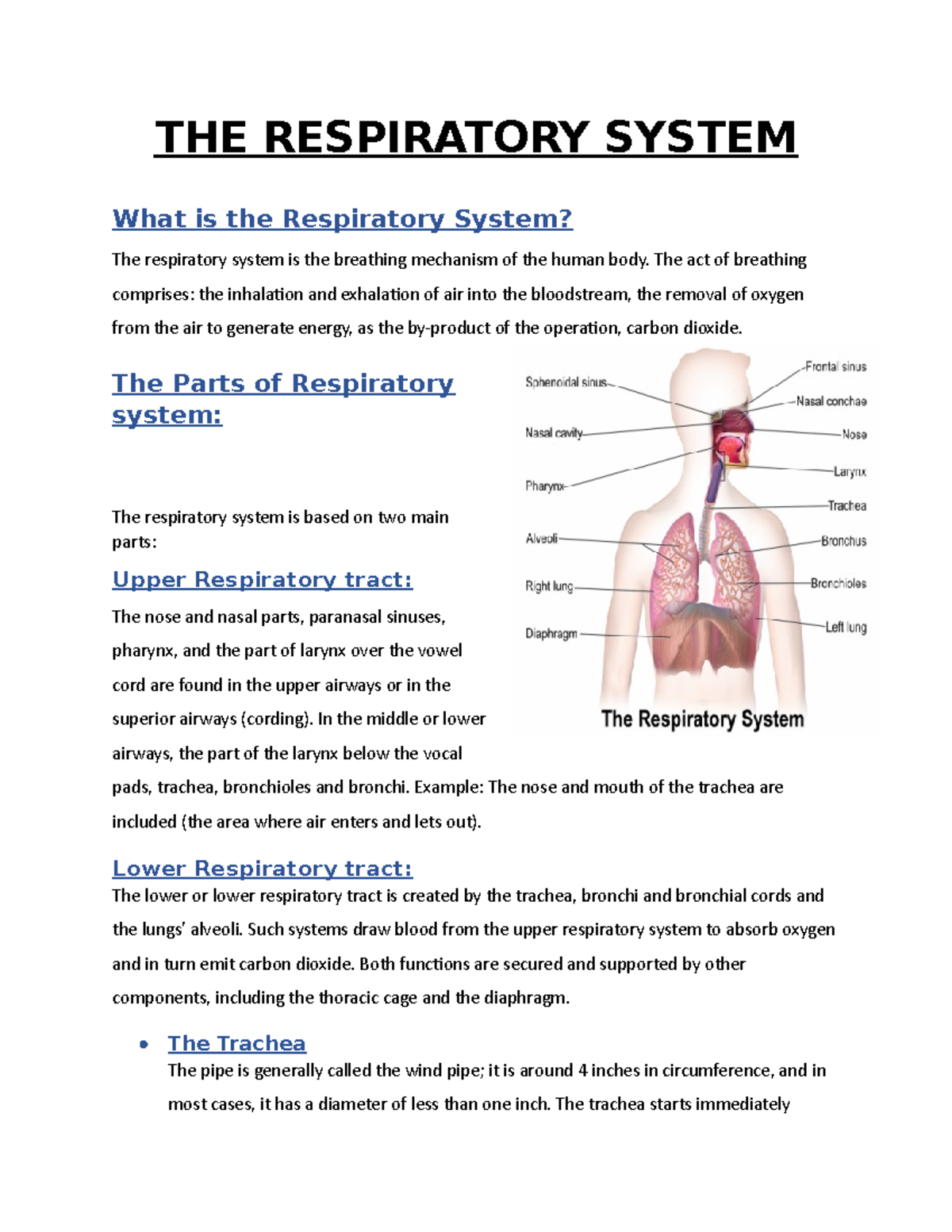 THE Respiratory System - THE RESPIRATORY SYSTEM What is the Respiratory ...