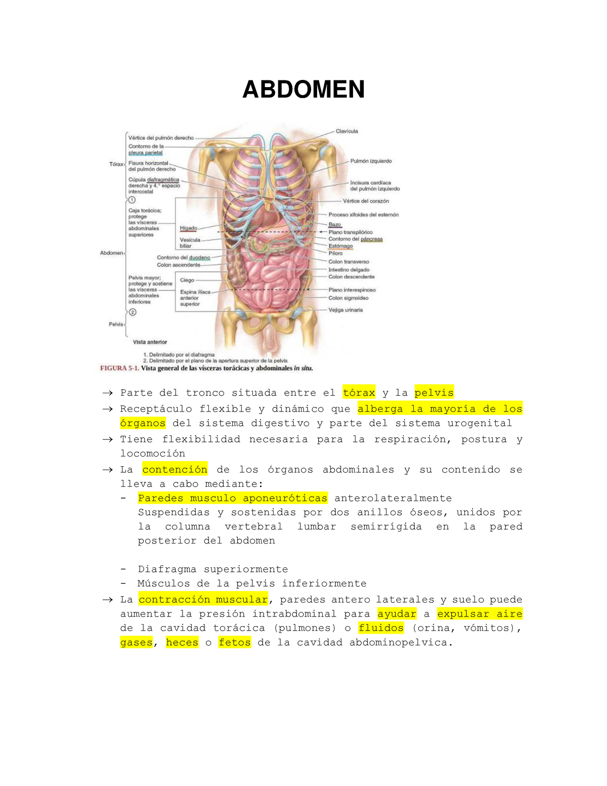 Abdomen-resumen-moore - ABDOMEN Parte del tronco situada entre el tÛrax ...