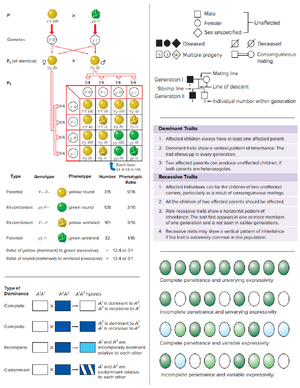 Test Bank For Genetics From Genes To Genomes 7th Edition Michael ...