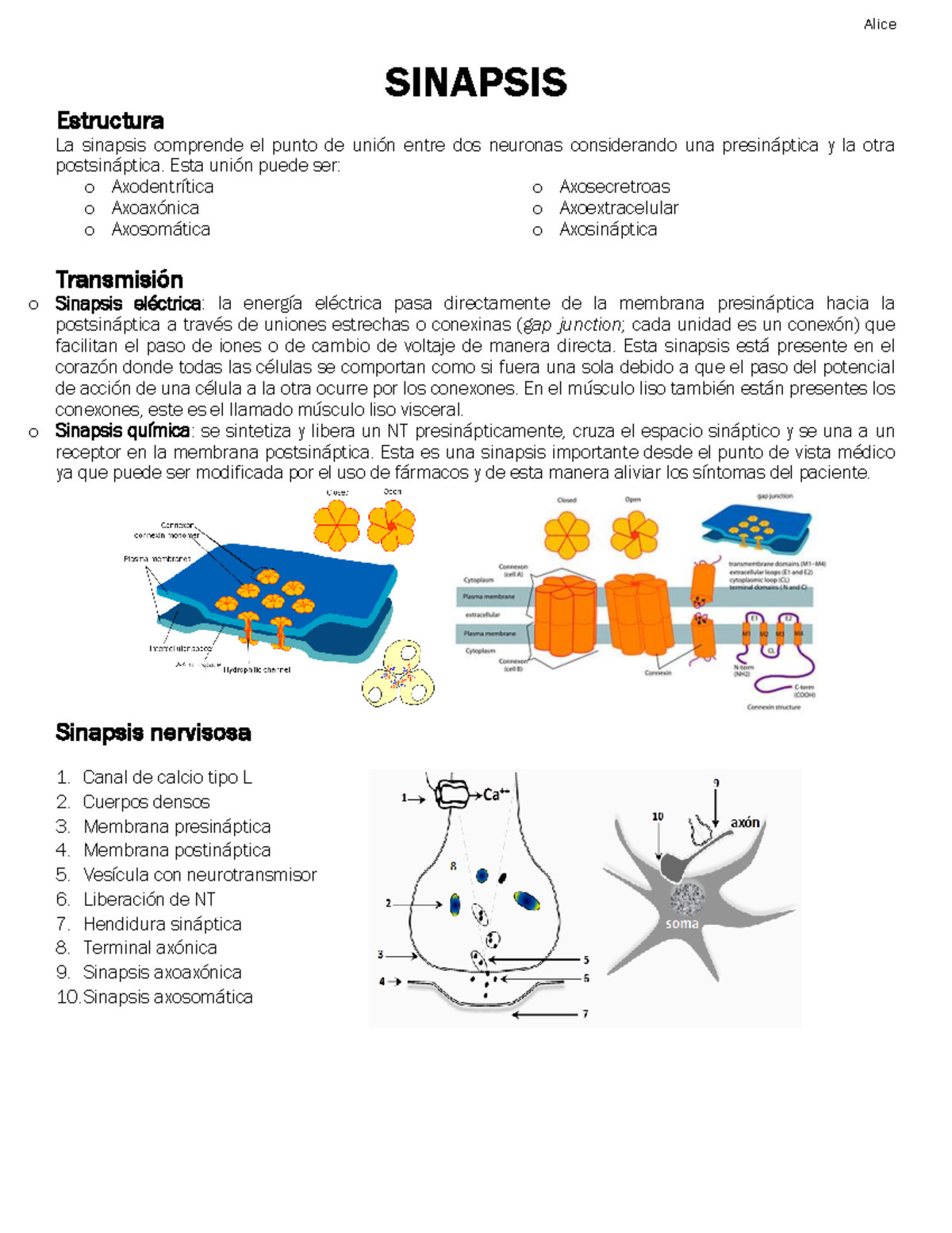 Alice Summary - Sinapsis - SINAPSIS Estructura La Sinapsis Comprende El ...