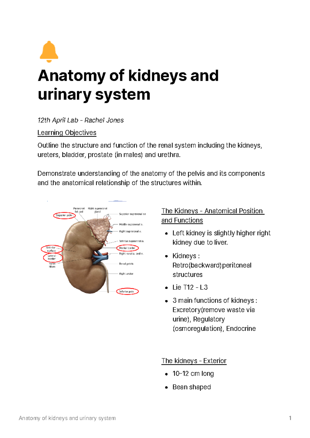 Anatomy Of Kidneys And Urinary System - 🔔 Anatomy Of Kidneys And 