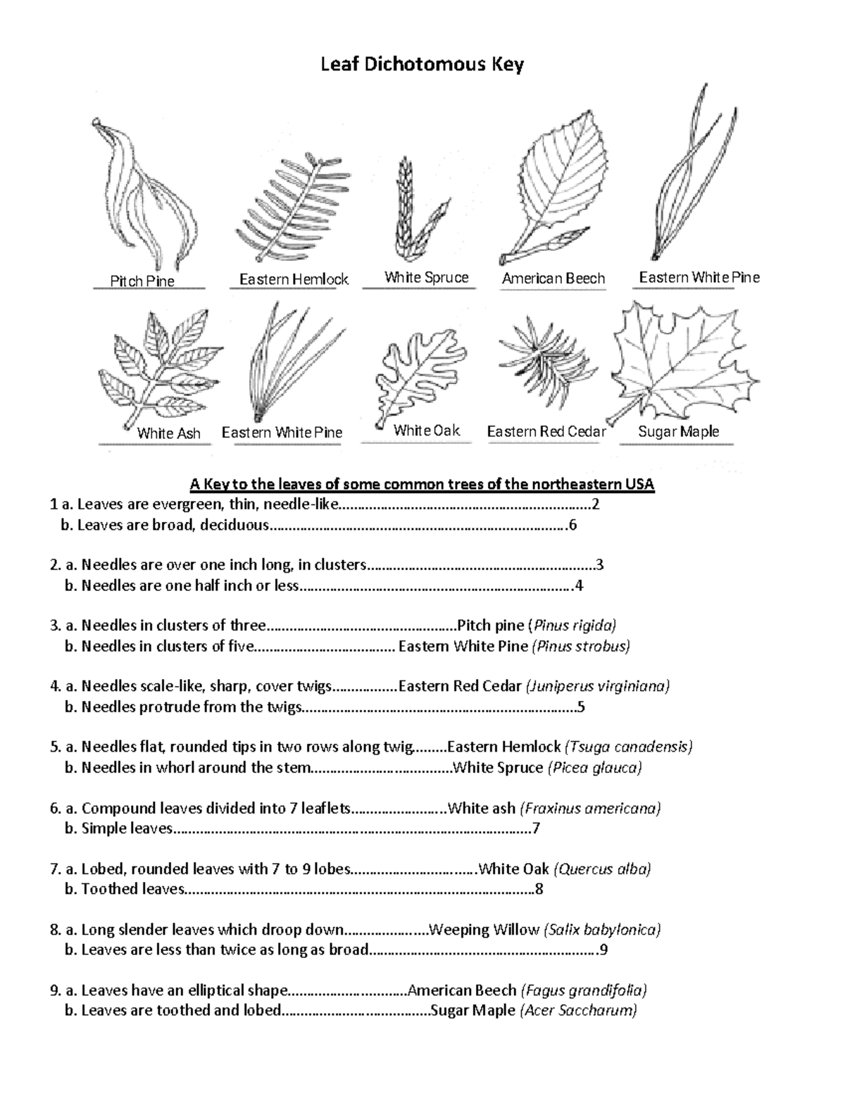 Kami Export - Cameron Riggs - Dichotomous Key Leaves and Creatures ...