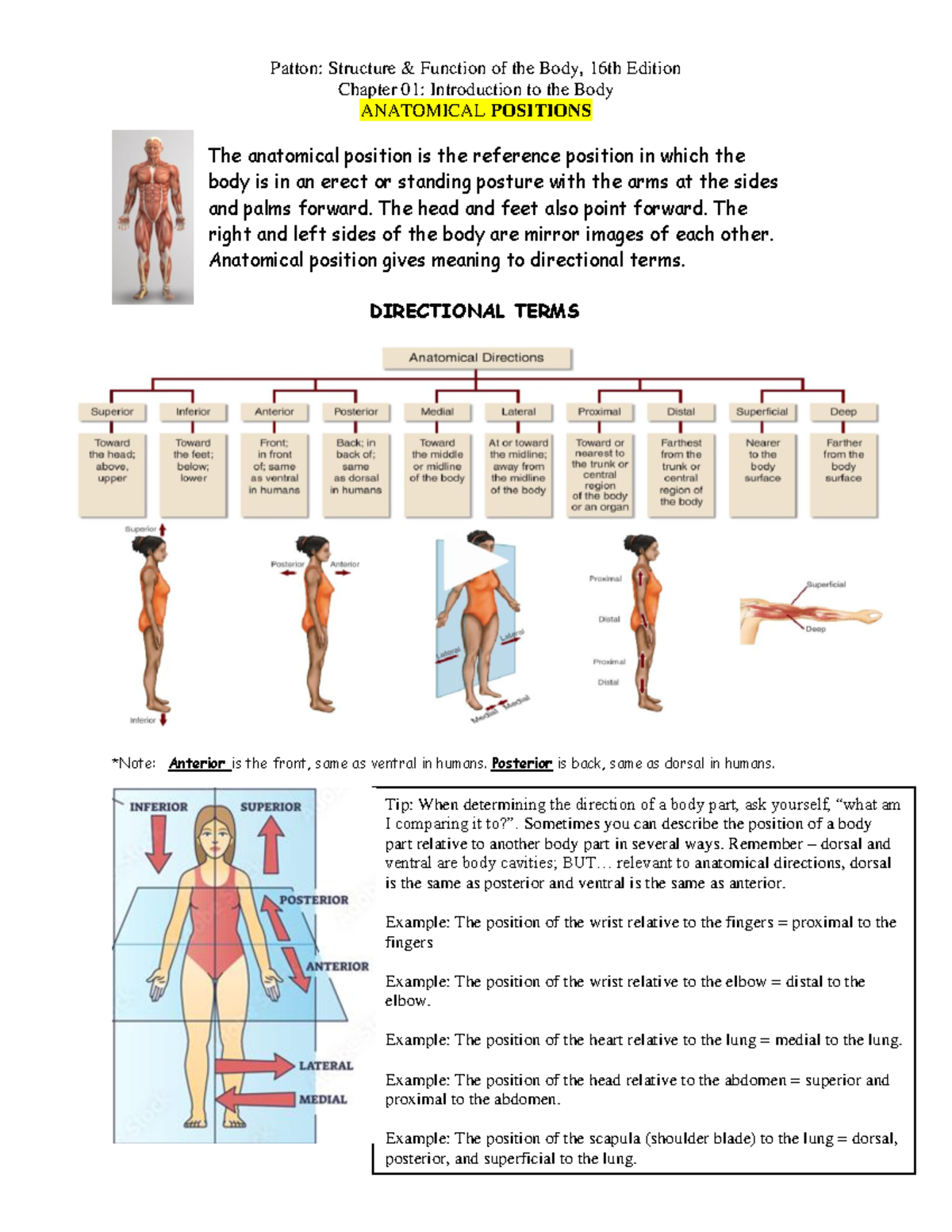 Ch. 1 Anatomical Positions - Patton: Structure & Function of the Body ...