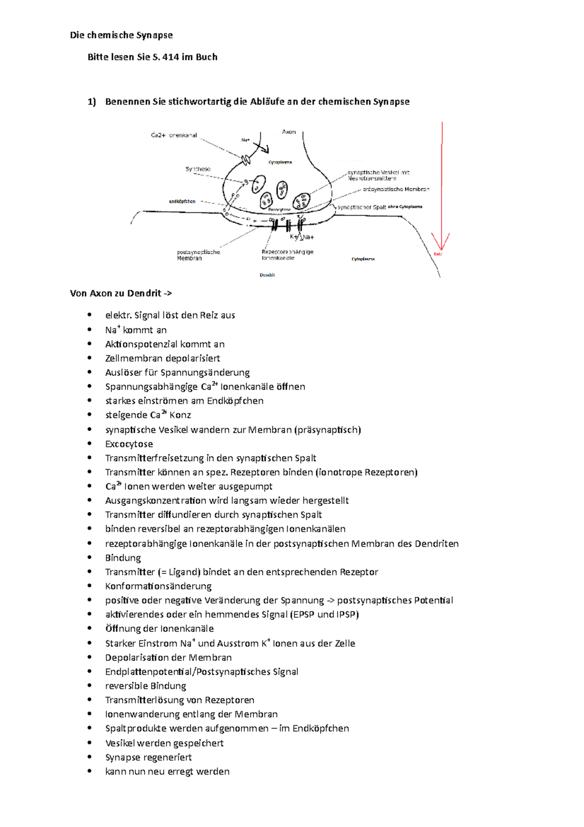 Biologie OQ1 DA 06 Die chemische Synapse - Die chemische Synapse Bitte ...