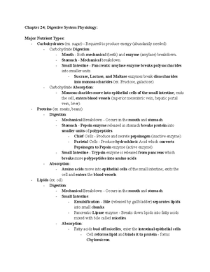 Chapter 24; Digestive System Anatomy - Chapter 24; Digestive System ...