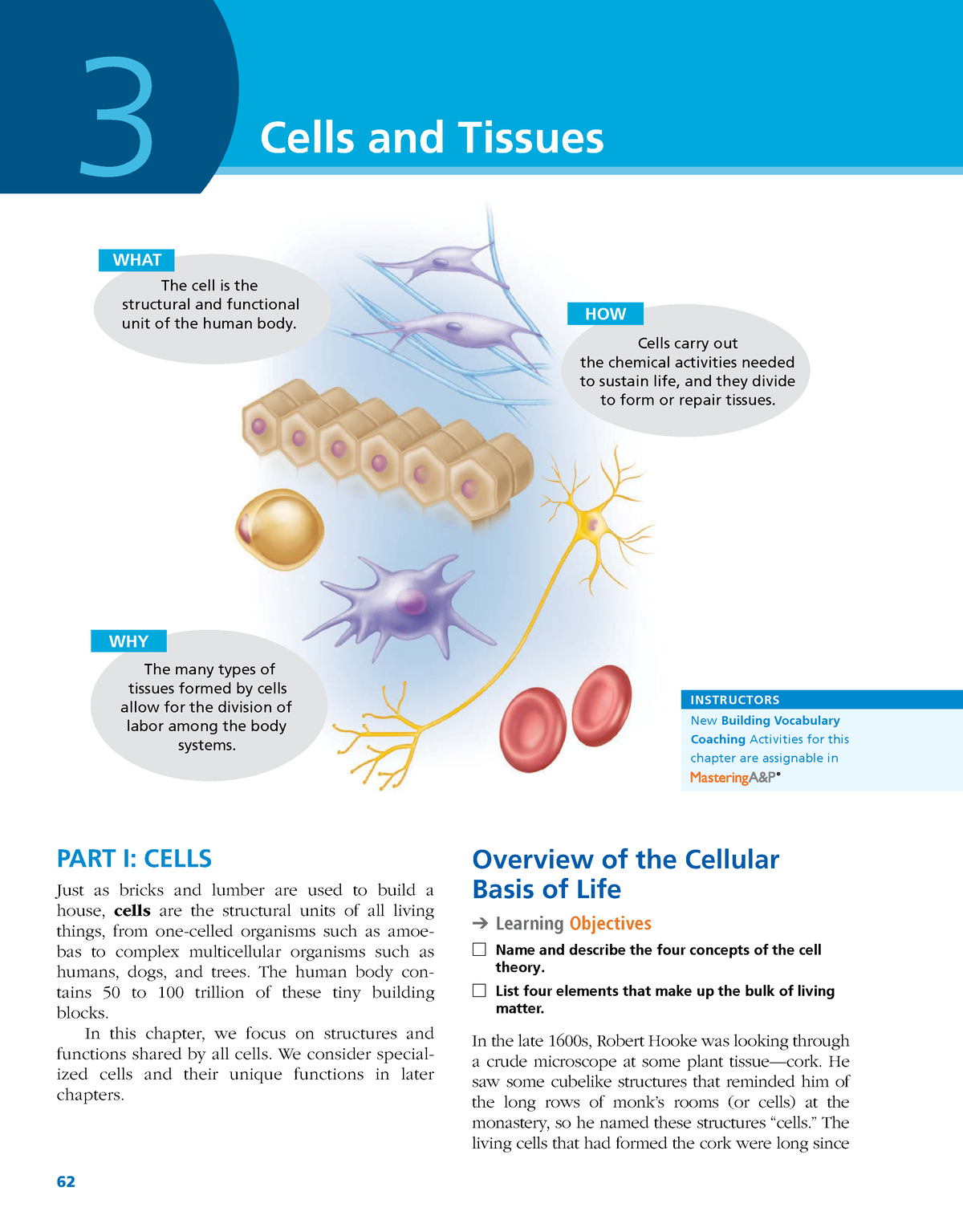 Anatomy And Physiology 1-31 - 62 Cells And Tissues PART I: CELLS Just ...