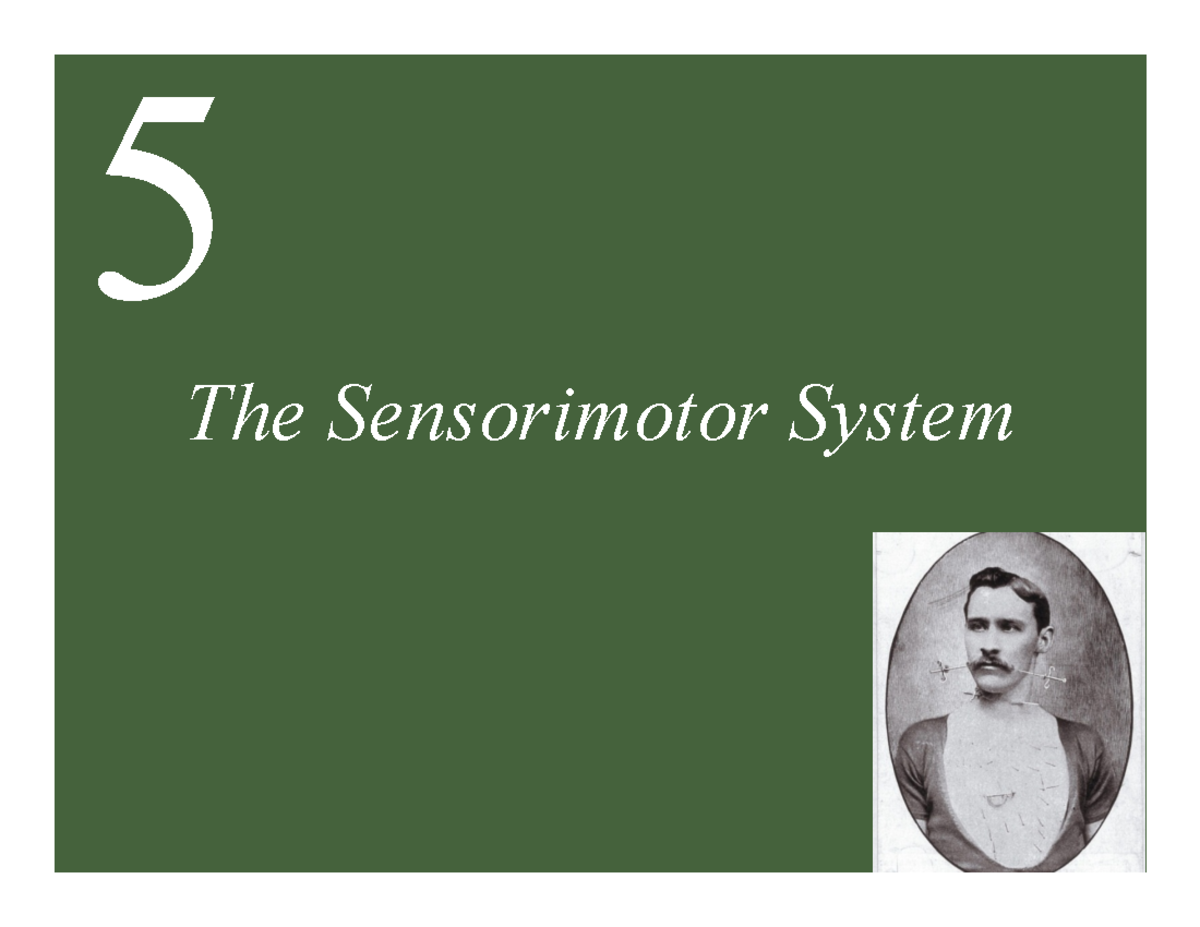 Sensorimotor System (Ch 5 part 1) 5 The Sensorimotor System 5 The