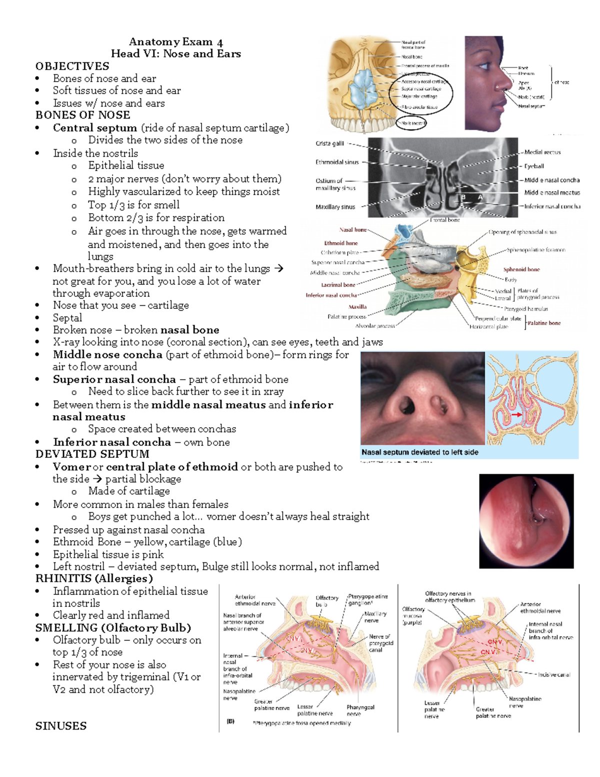 Head VI Nose and Ears - Nelson - Anatomy Exam 4 Head VI: Nose and Ears ...