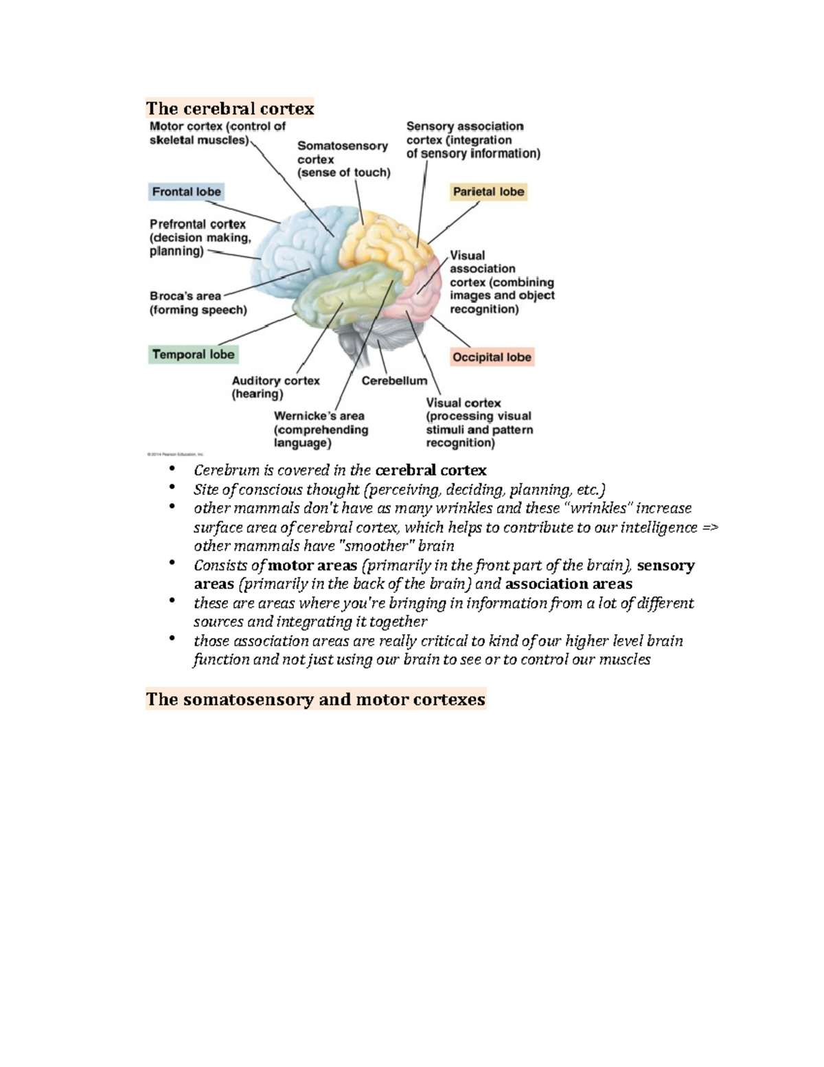 Chapter 49 49.3 The conscious brain - The cerebral cortex Cerebrum is ...