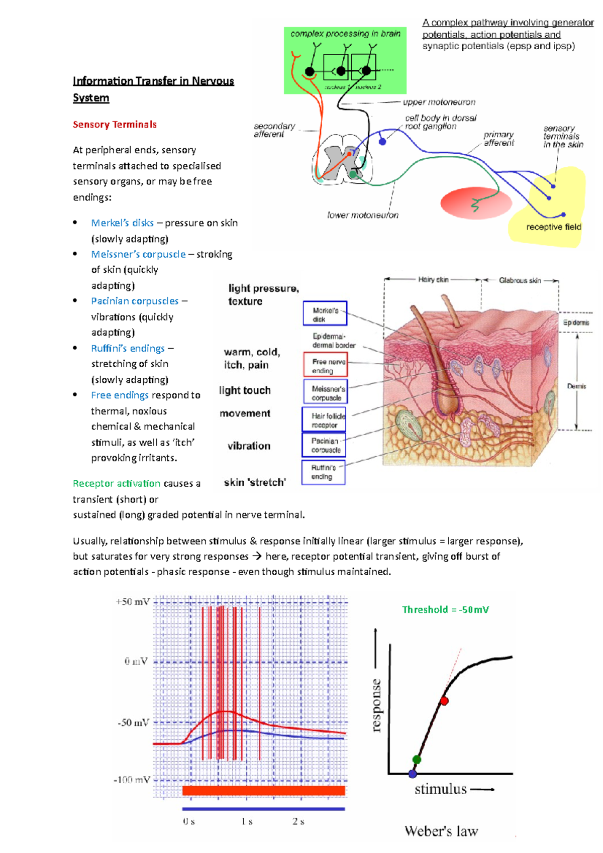 Action Potentials & Synaptic Transmission - Information Transfer in ...