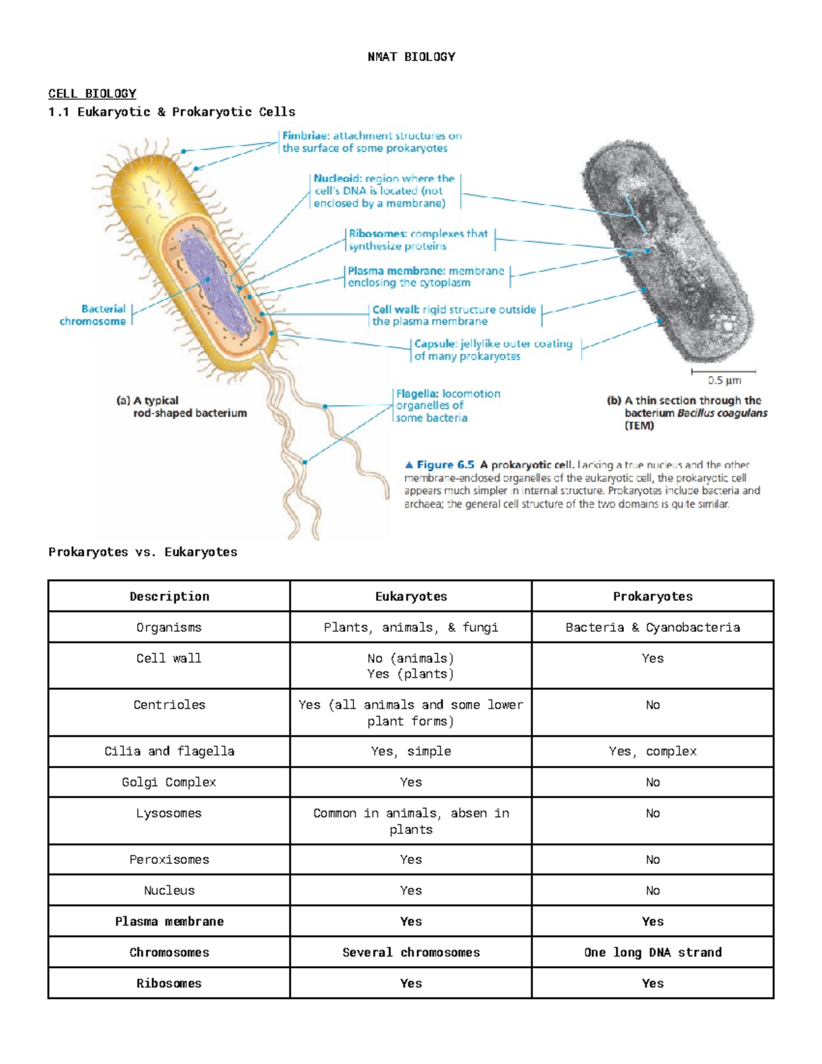 5Biology Notes - NMAT BIOLOGY CELL BIOLOGY 1 Eukaryotic & Prokaryotic ...