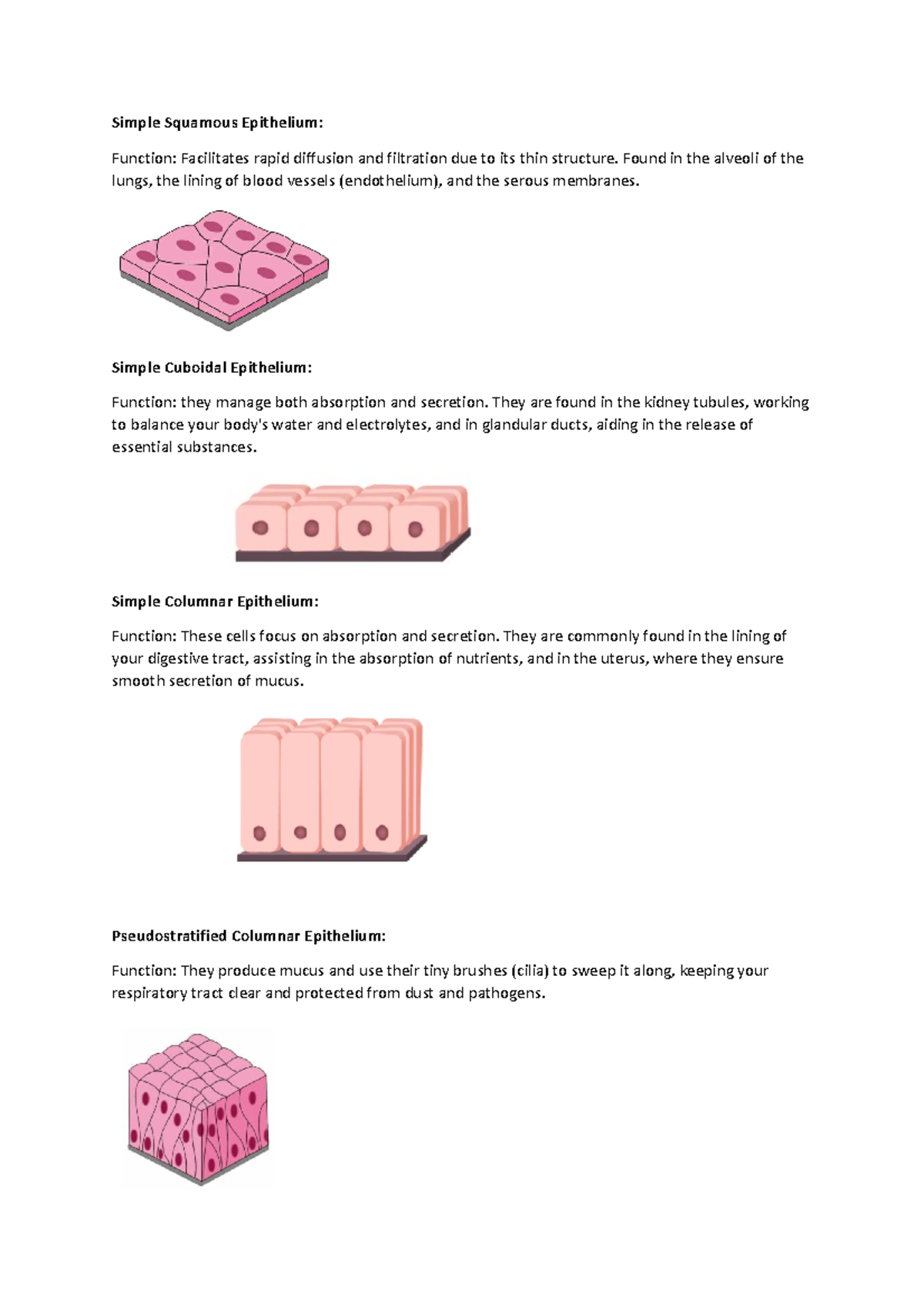 Simple Squamous Epithelium Simple Squamous Epithelium Function